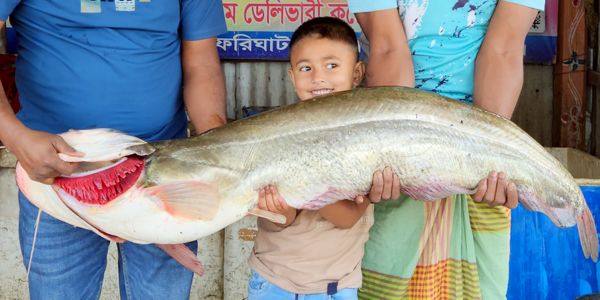 পদ্মার এক বোয়াল ৩৪ হাজার টাকায় বিক্রি